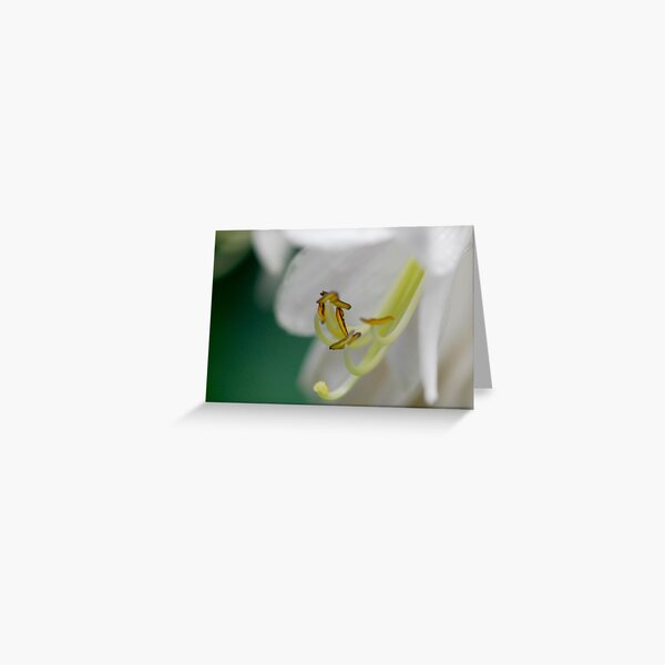 Item preview, Stamens and pistols designed and sold by Heather Thorsen.