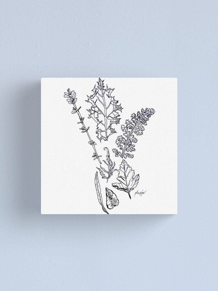 Leaf Plants Foliage Line Drawing Simple Canvas Print By Nwdoestheart Redbubble