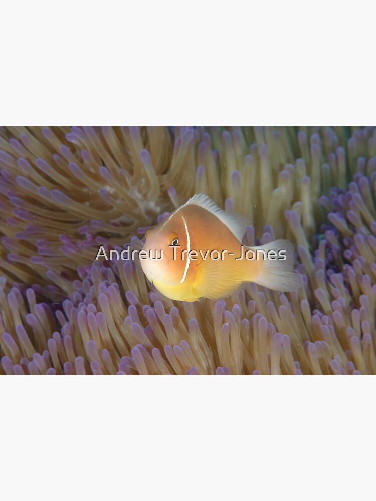 Pink Anemonefish - Amphiprion perideraion by andrewtj