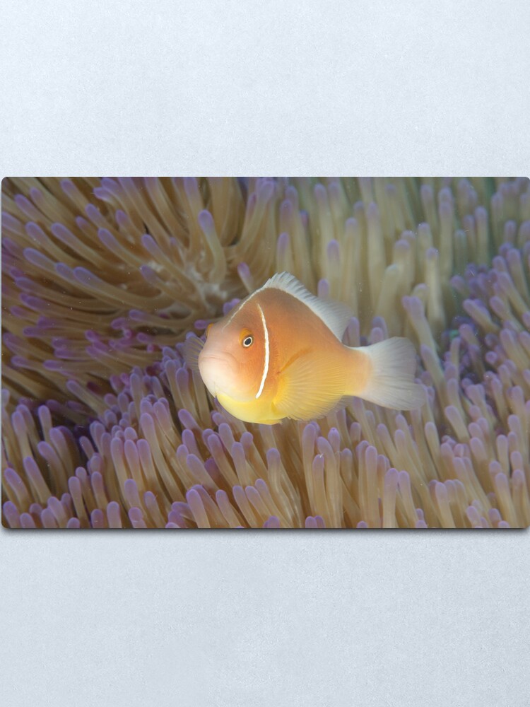 Alternate view of Pink Anemonefish - Amphiprion perideraion Metal Print