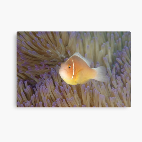 Pink Anemonefish - Amphiprion perideraion Metal Print