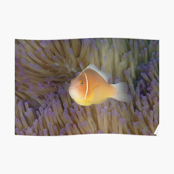 Pink Anemonefish - Amphiprion perideraion Poster
