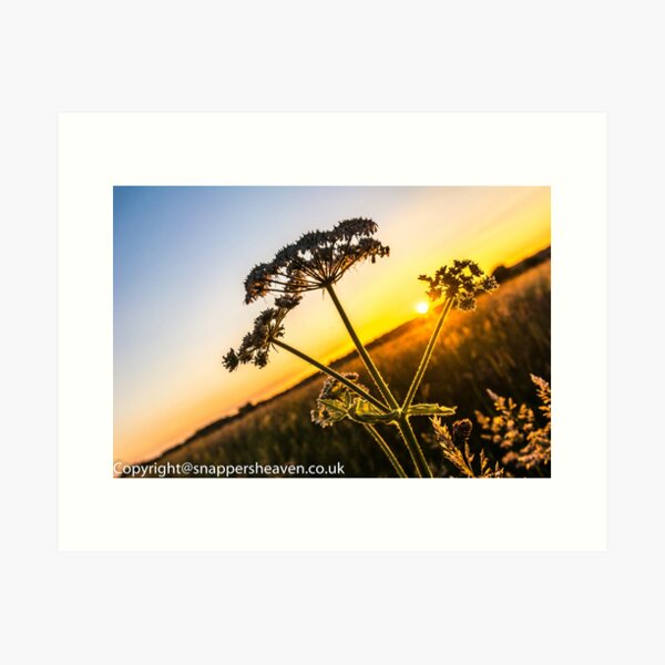 Cowslip at sunset from Meadowflower Collection Art Print