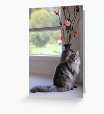 Mr Maine Coon Greeting Card