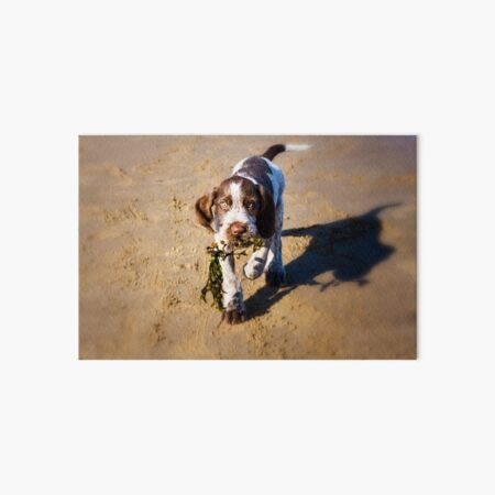Seaweed Puppy Spinone Art Board Print