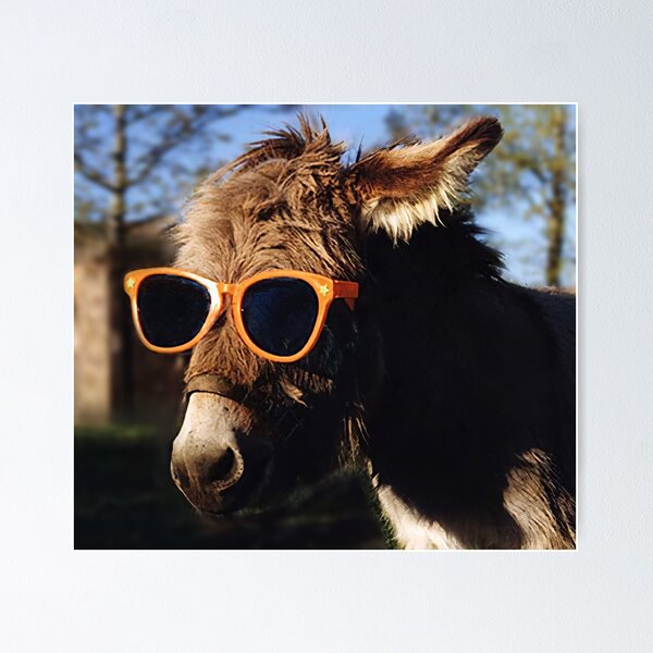 Donkey clearance with sunglasses