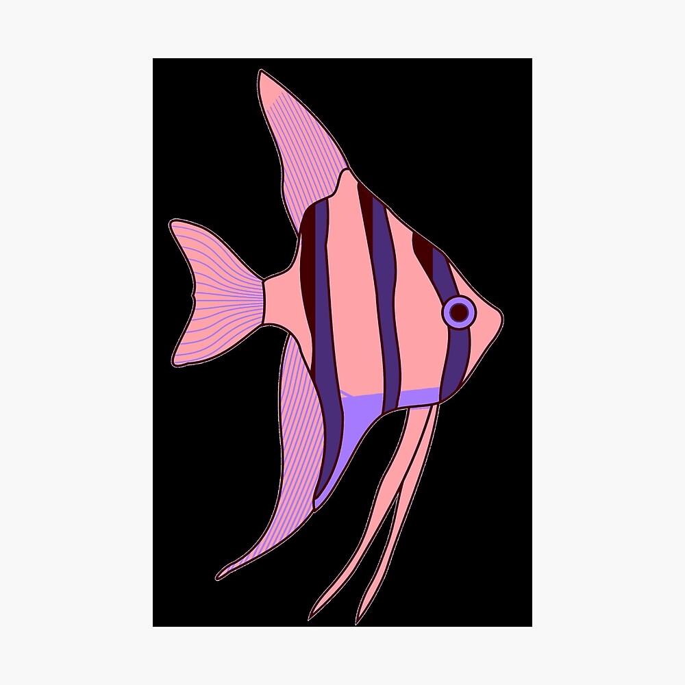 pink angelfish