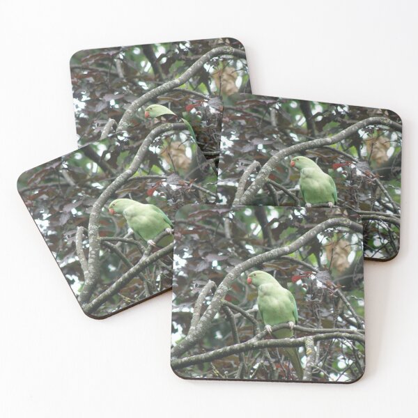 Item preview, Ring Necked Parakeet in Copper Beech Tree Photograph designed and sold by naturegallery.