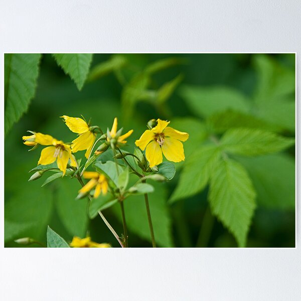 Item preview, Yellow Loosestrife designed and sold by Mike Oxley.