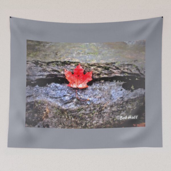 Item preview, "I'm Stuck on You," Photo, for prints and products designed and sold by Bob Hall©.