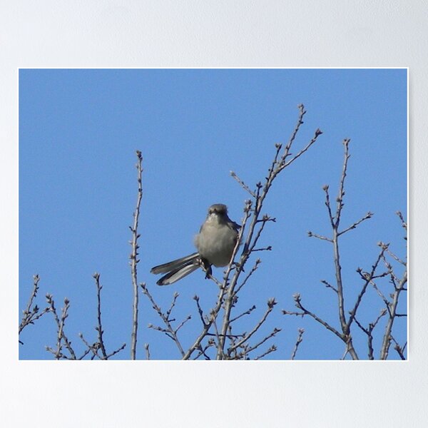 Item preview, Noble Mockingbird on Watch designed and sold by Navigator.