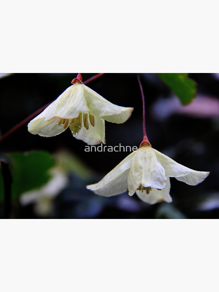 Clematis cirrhosa by andrachne