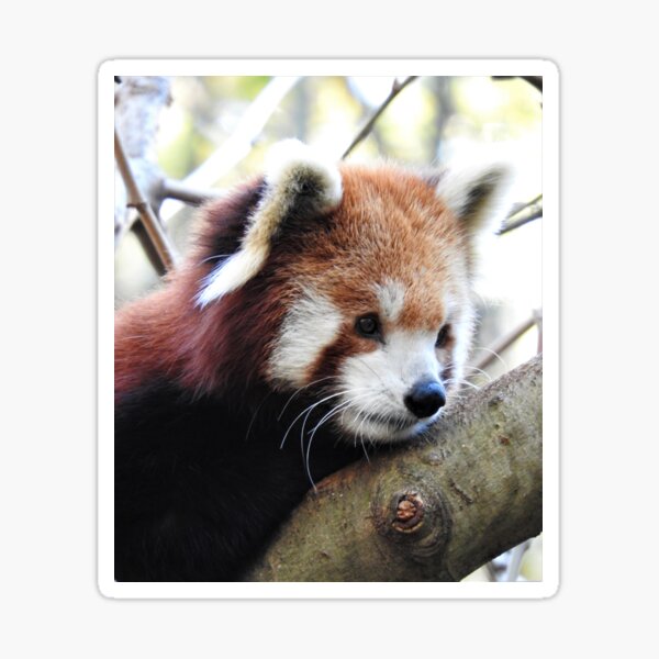 Red Panda Sticker