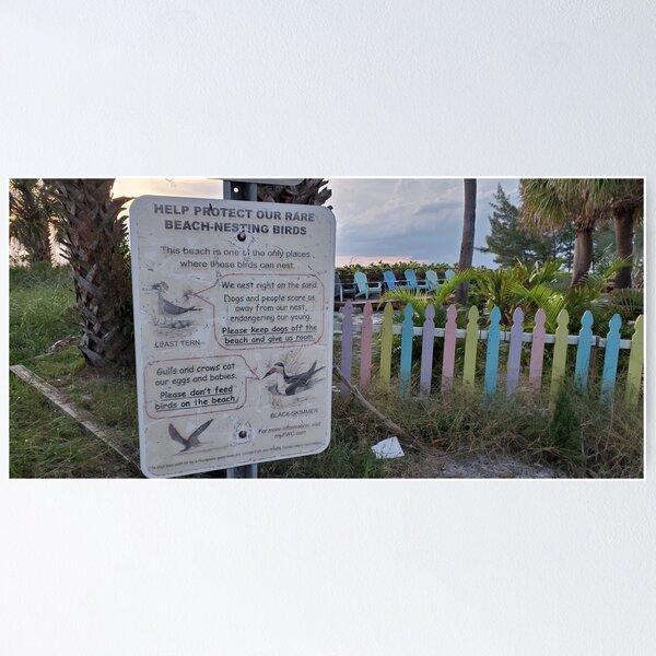 Item preview, Beach nesting birds designed and sold by Amanda Huggins.