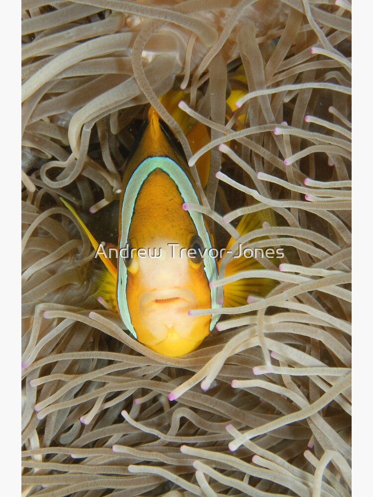 Clark's Anemonefish - Amphiprion clarkii by andrewtj
