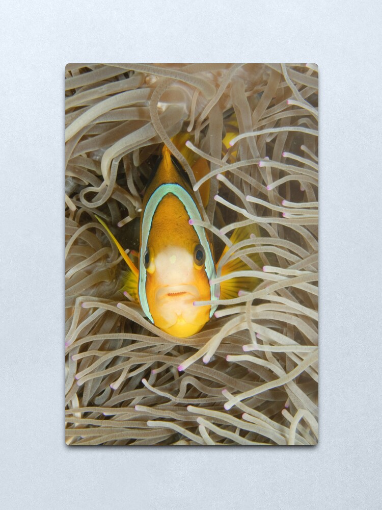 Alternate view of Clark's Anemonefish - Amphiprion clarkii Metal Print