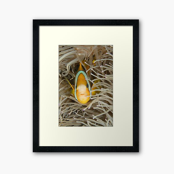 Clark's Anemonefish - Amphiprion clarkii Framed Art Print