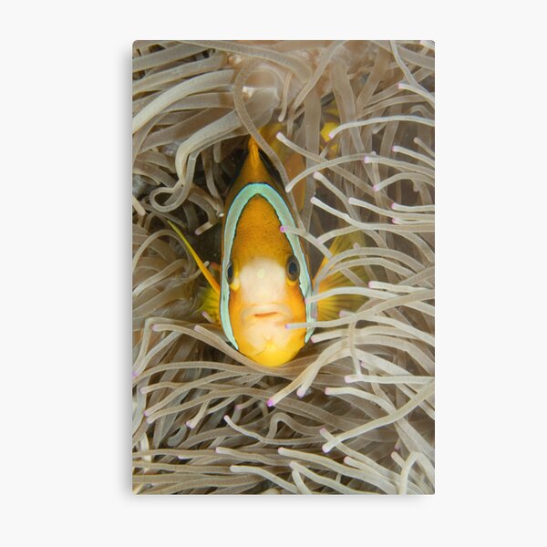 Clark's Anemonefish - Amphiprion clarkii Metal Print