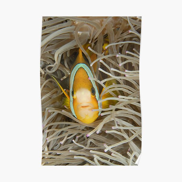 Clark's Anemonefish - Amphiprion clarkii Poster