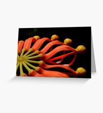 Australian Native - Fire Wheel Tree (Stenocarpus sinuatus) Greeting Card