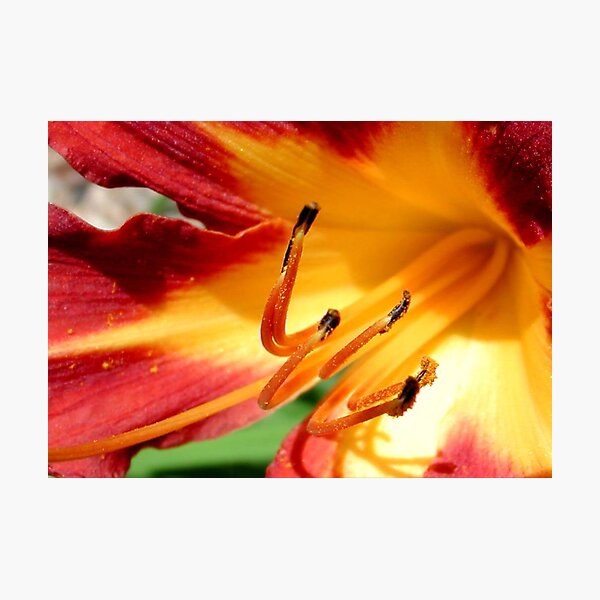 Coming soon to a neighborhood near you...SPRING FLOWERS!!! © Photographic Print