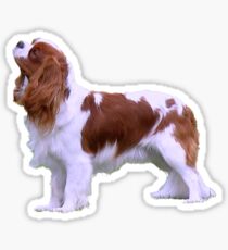 Blenheim Cavalier King Charles Spaniel Sticker