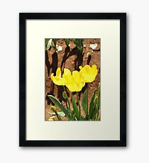 Yellow tulips Framed Print
