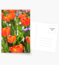 Orange tulips Postcards