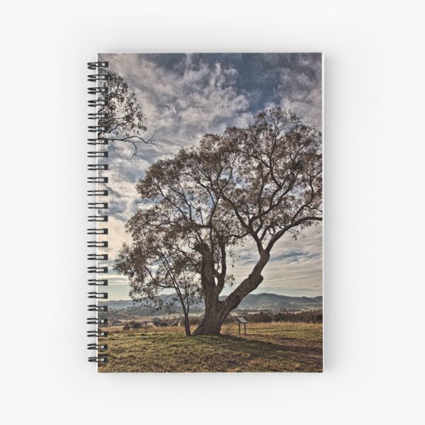Aperçu de l'œuvre Lone tree on the road to Tidbinbilla (2) in ACT/Australia créée et vendue par Wolf Sverak Photography.