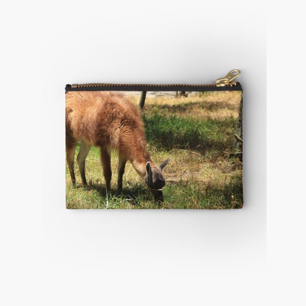 Item preview, Domesticated Llama Grazing designed and sold by rhamm.