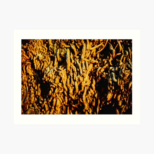 roots Art Print