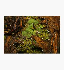 Raw Life Photographic Print