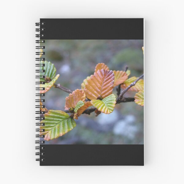 Item preview, Fagus in the afternoon sun, Cradle Mountain,Tasmania, Australia. designed and sold by kaysharp.