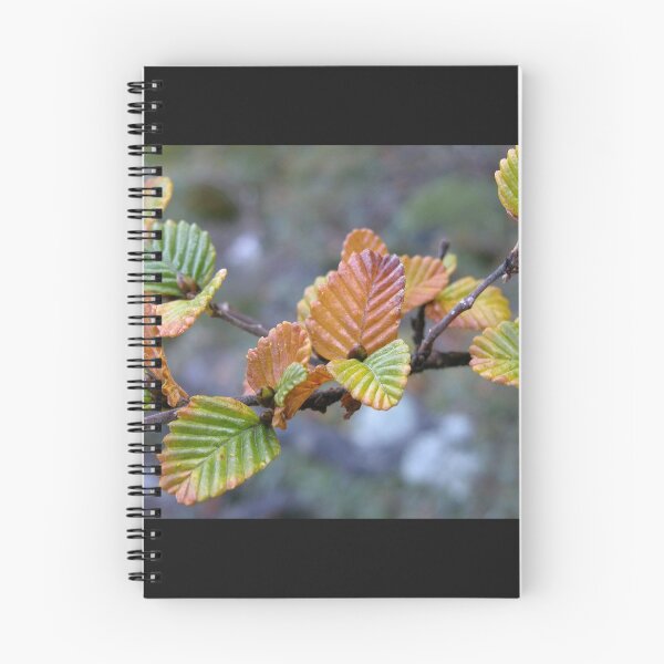 Item preview, Fagus in the afternoon sun, Cradle Mountain,Tasmania, Australia. designed and sold by kaysharp.