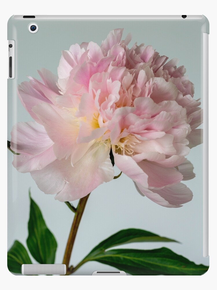 Funda y vinilo para iPad «Una gran flor rosa peonía doble en plena floración»  de Joy777 | Redbubble