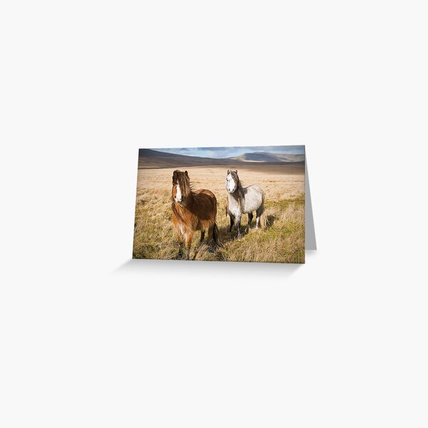 Welsh Mountain Ponies in the Brecon Beacons Greeting Card
