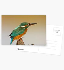 Kingfisher Postcards