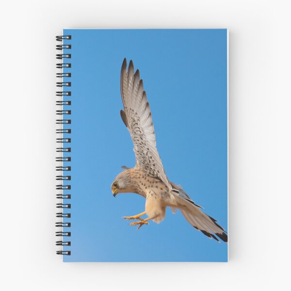 Item preview, Female lesser kestrel flying, Trujillo, Extremadura, Spain designed and sold by AndrewJonesFoto.