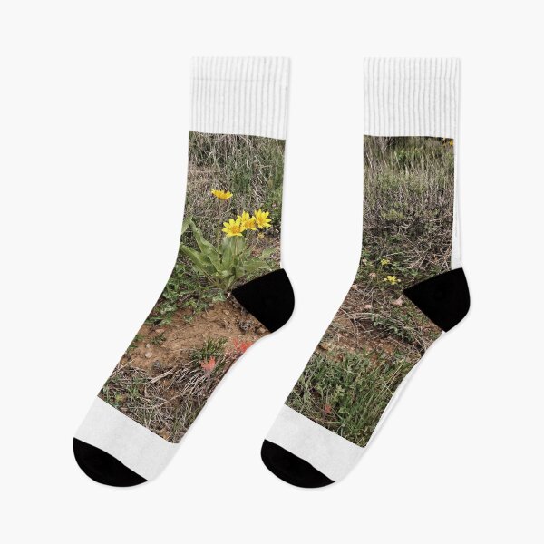 Item preview, Arrow Leaf Balsamroot And Indian Paint Brushes - Black Canyon Of The Gunnison National Park designed and sold by jtrommer.