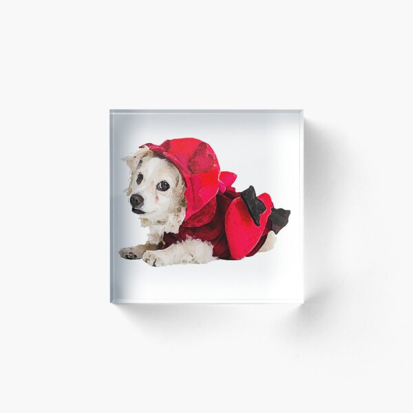Frohen Valentinstag! Hund "Dio" im Amor-Kostüm - Glaube und Wahrheit Acrylblock