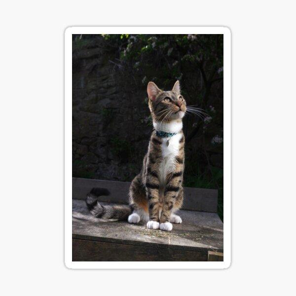 Tabby cat sat on garden table Sticker