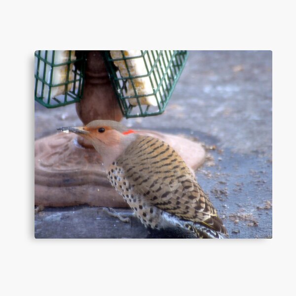 Flicker Feed Canvas Print