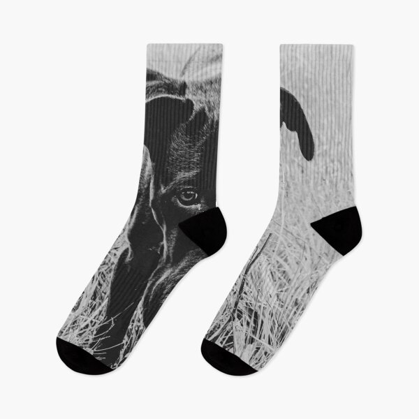 Item preview, Perrito en el campo // BW Filter Senderismo por cumbre rústica cabaña abandonada Cumbre Colorado designed and sold by catbyrdcolorado.