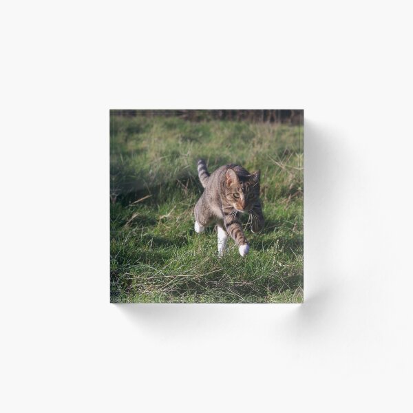 Tabby cat running in field Acrylic Block
