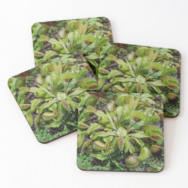Venus flytrap (Dionaea muscipula) Coasters (Set of 4)
