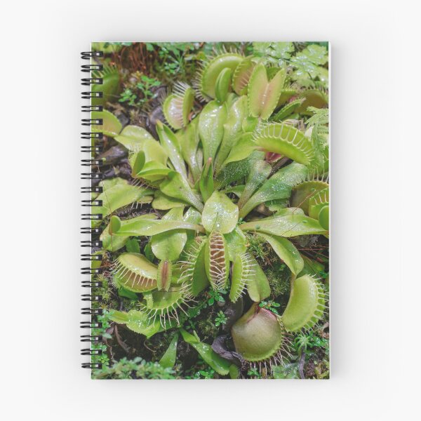 Item preview, Venus flytrap (Dionaea muscipula) designed and sold by Martin Leber.