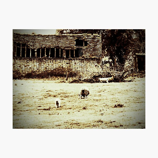 Vintage sheep Photographic Print