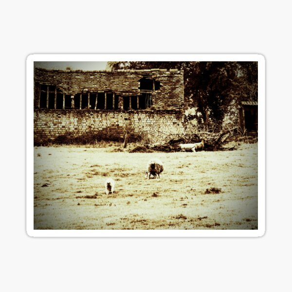 Vintage sheep Sticker