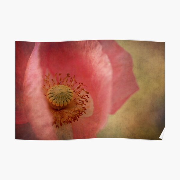 Poppy Poster