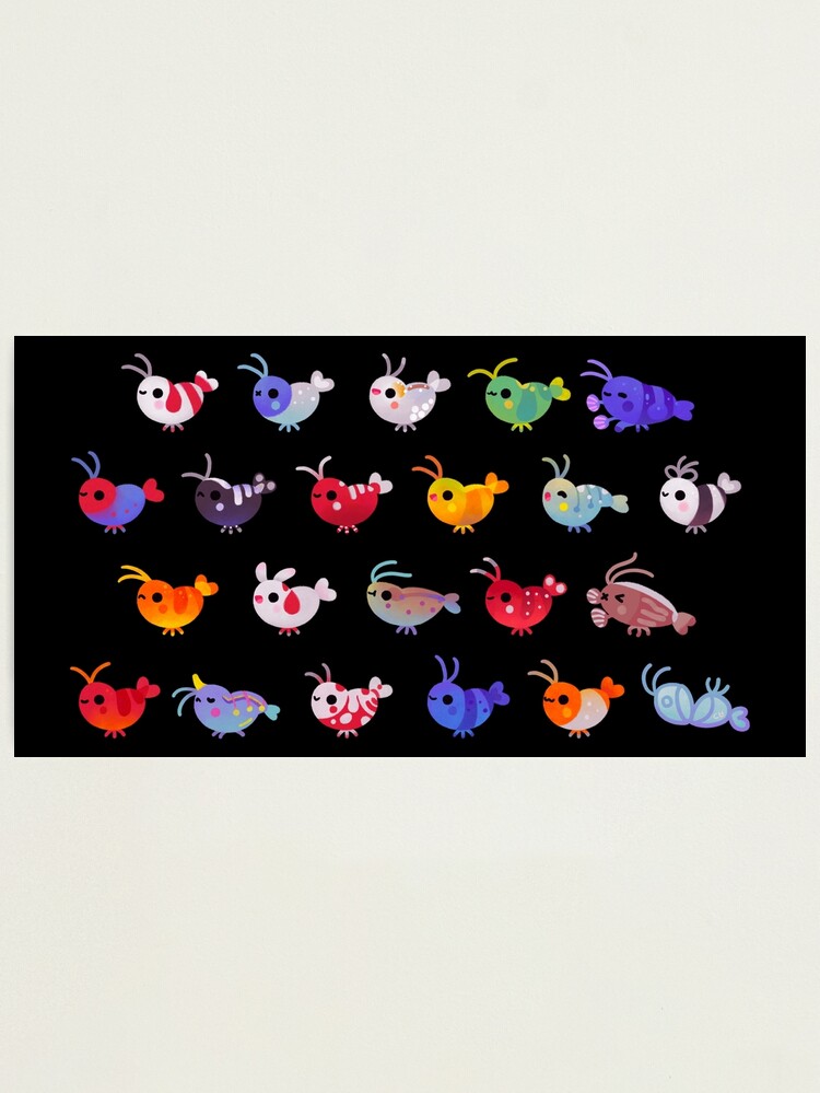 Alternate view of Freshwater shrimp Photographic Print